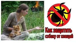 Как защитить собаку от клещей ?