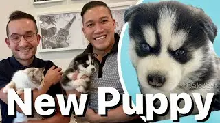 New Puppy - A Suprising and Unexpected Gift | Anniversary Gift Unboxing | Carlo&Seb