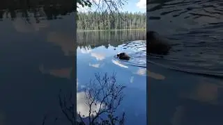 Может ли Кавказская овчарка переплыть озеро #animal #животные #animaldog #dog #собака #doglover