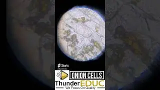 Onion under a light microscope by m.saidi
