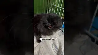 Красивый же? Это наш Сатана Прада.