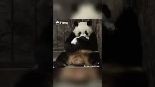 Clips Of Panda Baby And Mom In Every Step Of The Childhood | iPanda 