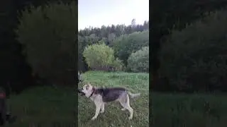 мошкара  атакует