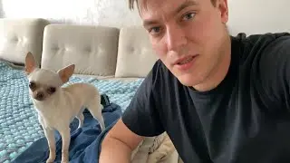 VLOG ЕДЕМ В КИНОЛОГИЧЕСКИЙ КЛУБ С ЧИХУАХУА