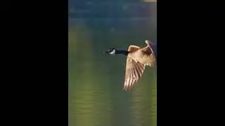 Birds fly near the water level | Duck flying #shorts