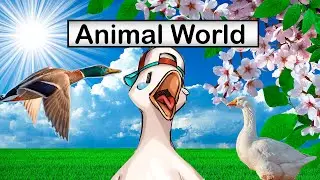 DUCK SOUNDS - Quacking Sounds of Ducks, Duck Sound Effects and Calls. Animal Sounds. Animal World 😍