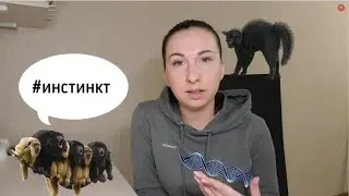 Биология. Врожденное и приобретенное поведение животных. Импринтинг у птиц.