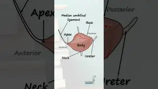 Anatomy of the Bladder