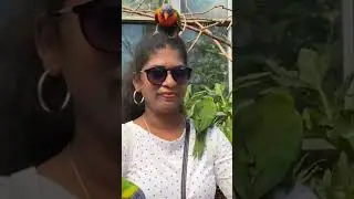 Crazy parrot #funny #cute #viralvideo #viral #shorts #shortsvideo #viralshorts #trending #sneakpeek