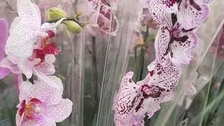 25.08.24.Планета лета 🌺.