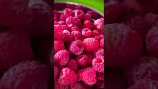 Grow Your Raspberries Because It Has Best Taste! #shorts #shortsvideo #raspberry #raspberries