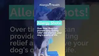 Allergy Treatments for Dogs