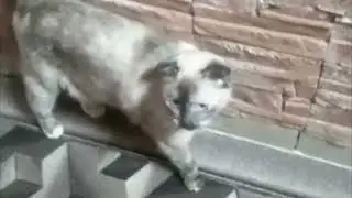 Скучает Даша
