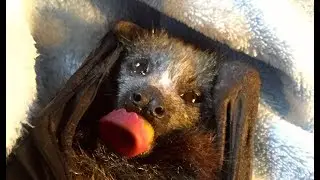 Rescuing a baby flying-fox hanging on a fence:  this is Spirit
