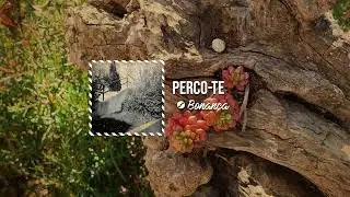 Drai - Perco-te