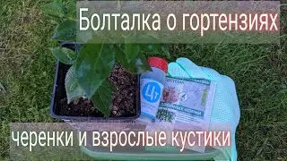 Как дела на 1 августа?  Про черенкование гортензий/ Еду в Вербилки/ Что с цветением в этом сезоне?