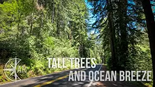 Tall Trees and Ocean Breeze: Visiting the Locals of Northern California