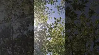 Just the sky, tree leaves, sunbeams... 