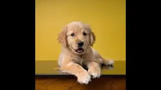 Live a Happy Life like this Golden Retriever