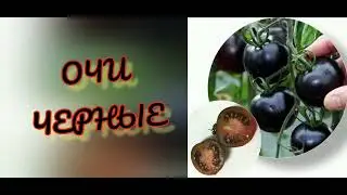 огородное диво "Очи чёрные"