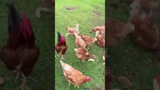 Chicken lessons, again🤷🏼‍♀️ #chicken #homesteading #farmlife #mississippi #chickens