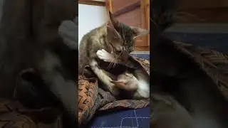 White god brother 😂 | Vella Sammy Anne 😂 | #vadivelu #gowndamani #sendhil #funnyvideos #funnyanimals