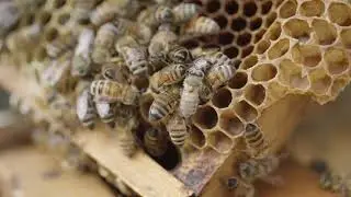 What is beekeeping?