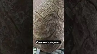 Трещины на пятках — одна из распространенных проблем стоп🥴 