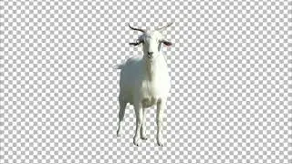 Goat Transparent PNG