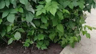 ХАЗЯЇН ТАК ВИРІШИВ..
