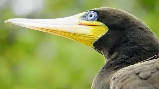 Atobá-pardo  / Sula leucogaster 🙂