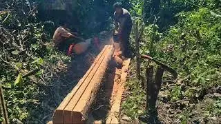 Proses pengolahan pohon kelapa menjadi kayu ukuran4/6 panjang 3 meter menggunakan chinsaw kecil
