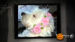 West Highland Doxie Dog breed