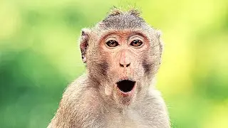 💚 Animals for Kids: Monkey, Dog, Crab, Elephant, Wolf — ✅ SAVE THIS PLAYLIST