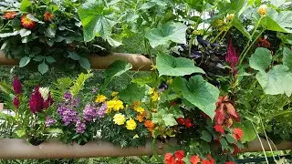 Hydroponic Fence Garden at Week 12, Aug  2021