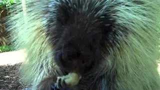 Teddy Bear, the Porcupine, Cools Off with a Frozen Banana