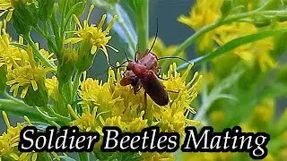 Common Red Soldier Beetles Mating ~ 3rd Tries to Join In | Goldenrod Flowers