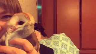 Сова! Сипуха Фидель! Сова не хочет спать! Колыбельная для совы!