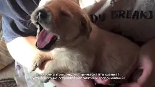 Как подстричь когти маленькому щенку?/How to clip puppy claws?