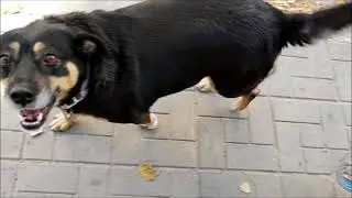 Накормил голодных собак сосисонами
