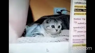❤ Котик и рыбка