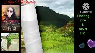HOW TO PLANT RICE||OUR PRIDE AS A FARMER#tagamontaniosa #cordillera #farmers #lifestyle #ofw