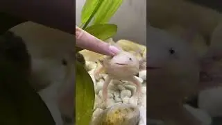 Do axolotls have teeth?