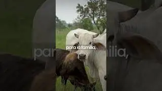 Un mensaje para el ganadero colombiano 🤠🐮