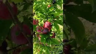 Слива Узюк  в Красноярском крае