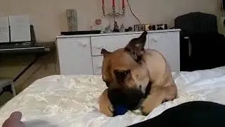 Ка Де Бо Реми поёт