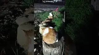 Кошки