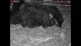 farmyard ratting part12