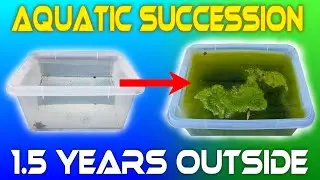 I Left Water Outside For 1.5 YEARS - Aquatic Succession