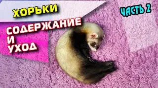 ХОРЕК. УХОД И СОДЕРЖАНИЕ. ЧАСТЬ 2